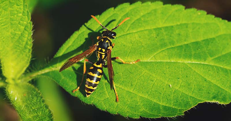 How to Get Rid of Wasps and a Few Reasons to Keep Them ...